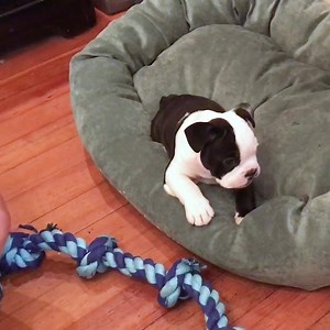 Is this a toy? 🐶Via Daily Picks and Flicks | AOL