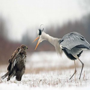 60K views · 780 reactions | Grey heron fights common buzzard | Bird TV | Facebook