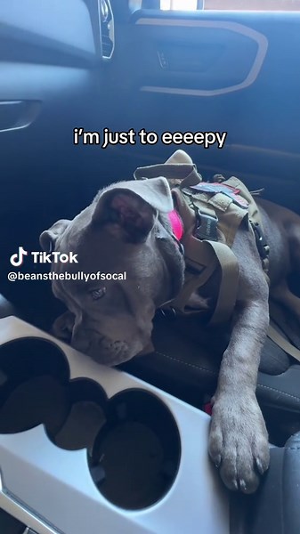 BeansTheBully on TikTok