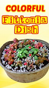 How to make garden disk for Fittonia plant #KabayangManny #Fittonia #DIYFittoniaGarden #FittoniaGardenDisk #DIYFittoniaDisk #FittoniaHomeGarden #FittoniaDIYProject #FittoniaGardening #FittoniaGardenIdeas #FittoniaDiskProject #DIYGardenDisk #FittoniaDIYGarden #HomeFittoniaGarden #DIYFittoniaIdeas #FittoniaGardenCraft #FittoniaPlantingDIY #DIYFittoniaCreation #FittoniaGardenDIY #FittoniaPlantDisk #FittoniaDiskIdeas #FittoniaGardeningTips #DIYFittoniaHome | Kabayang Manny