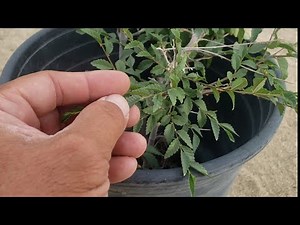 How To Grow Chinese Elm as a Windbreaker, Shade, and Privacy Tree #chineseelm