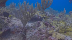 BVI Aggressor - last dive of the week. This beautiful adult yellowtail damsel was not fond of the camera invading their space! | Aggressor Adventures