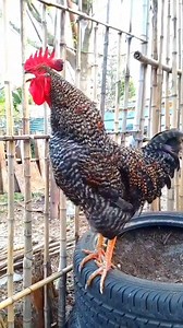 Adorable Rooster Crowing Sounds | Amazing Rooster Crowing Loudly Crowing is a type of singing vocalization produced by chickens. It is believed to be associated with demonstration of territory of power to other males and to attract the attention of females. Although both sexes have the ability to crow, it's typically more common in male chickens (roosters) since the desire to crow is fueled by the presence of testosterone. Dominant roosters will crow more than subordinate roosters and are usuall