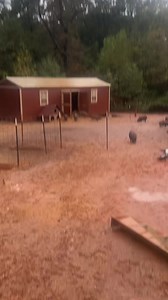 This is just one barn, one area, after one night of rain. This is why filling the Winter Fund to make sure we have enough bedding and building materials is so important. If we had been able to build the Upson Barn awning by now, several bales of wheat straw would not have been ruined and the pigs would not be having to eat out in the rain. It is like this all over where the pigs have drug their bedding out to make beds, not anticipating the rain. 60 bales of straw put out just days ago, and half
