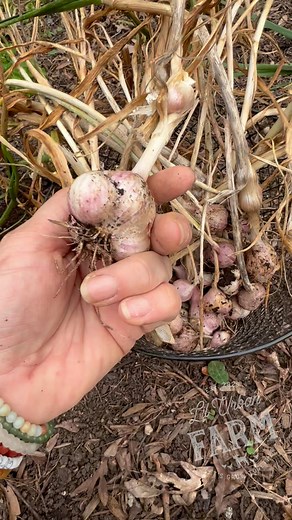 13 reactions | A garden tip on gathering your garlic harvest…Collect...