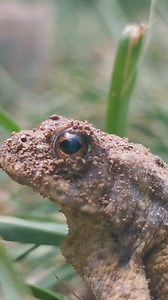 What an absolute beauty, warts and all!! Common Toad - Bufo Bufo. | The Robin Whisperer