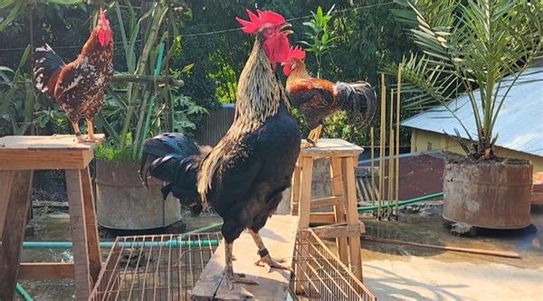 17 reactions | Most Beautiful Rooster Breed | Rooster Crowing Sounds...