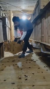 105 reactions | Cockroach Farming in Thailand #farming #cockroach #chinafood #china #thaifood #thailand #thailandtravel #thailandtrip #trending #reels #viral #viralreels #reelsinstagram #shorts | Prashant Verma | Facebook