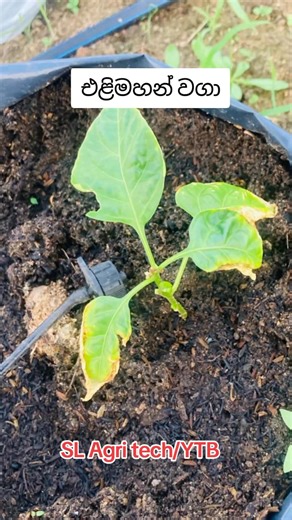 ✿ අපේ SL Agri Tech එකේ Page එකට ඔබව ආදරයෙන් පිළිගන්නවා! ✿ 🌱 අපි ගෙන එන්නේ නවීන කෘෂිකාර්මික දැනුම, රහස් සහ උපකාරක වීඩියෝ. 📌 ඔබටත් මේ දැනුම උපකාර වේ කියලා හිතනවනම්, 👉 Page එක Like කරන්න 👉 Follow කරන්න 👉 මිතුරන්ට Share කරන්න ඔබගේ එක Share එකත් අපේ කෘෂිකාර්මික ගමනට විශාල උදව්වක්! 💚 #නයිමිරිස් #NaiMiris | නයිමිරිස් වගාව සහ අපනයනය