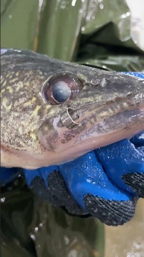 Iowa’s Rathbun Walleye Hatchery #fishing #walleye