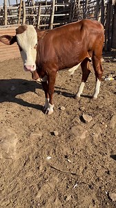 Un jeune taurillon montbéliarde disponible veuillez me contacter au numéro 76289942 | Élevage au Mali