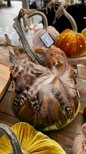 19 reactions | These handmade Silk Velvet Pumpkins from Hot Skwash are quickly becoming one of our most popular fall decor items. Visit us and shop local to get fall decor shopping fix! 李 | Watson's Greenhouse and Nursery | Facebook