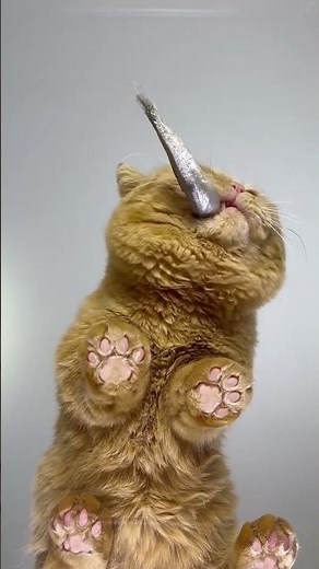 Dont blink Chubby swallows two fish in seconds #Cute pet debut plan #kitty #Immersive #Foo