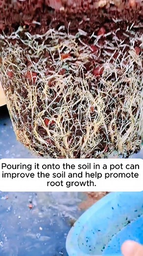 DIY root stimulant easy #gardensofinstagram #gardenplants #gardenviews #gardenersparadise #gardenista | Home Gardening