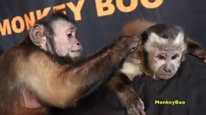 122K views · 7K reactions | Watch how two adorable capuchin monkey...