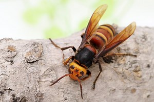 Protecting Honey Bees from Asian Giant Hornets - BeeKeepClub