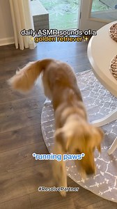 Can you relate to hearing these sounds on the daily? From chomping, squeaking, and muddy tippy taps we are thankful for Resolve Cleaner helping us keep our carpets and rugs clean. #resolvepartner | pearl.the.golden.girl