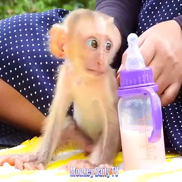 8.1K views · 588 reactions | Poor Abandoned Baby Royston Sitting Falling Asleep Alone After Got Feeding Milk By KT | Monkey Daily TV | Facebook