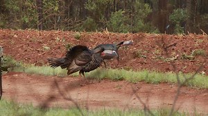 2.8K views | The Realtree crew hunts turkeys in the home state of Georgia! Realtree Outdoors® | 9:00 PM ET #WhatGetsYouOutdoors #Realtree | Outdoor Channel | Facebook