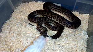 UK CB 2016 spotted pythons both males and females available £74.99 each | Snakes 'N' Adders