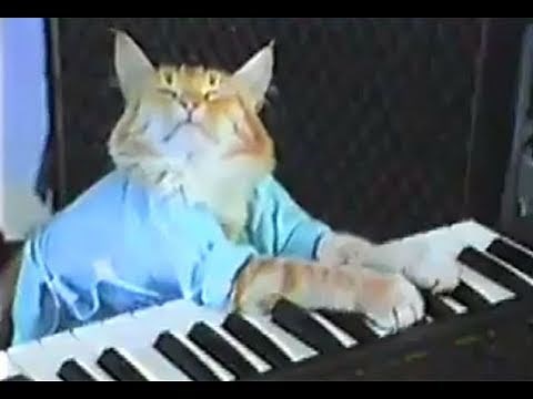 Keyboard Cat! - THE ORIGINAL!