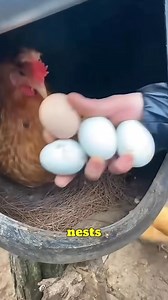 Unique way to Raise Egg-laying Chickens #SmartFarming #ChickenCoop #EcoIdea | Ogunquit, Maine Oceanfront Rentals