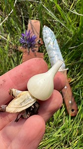 Yesterday a few of the Wilderness Awareness School team folks had the honor of joining The Snoqualmie Tribe in helping them harvest one of their most precious traditional foods: camas root. . Together we dug these small bulbs from a restored prairie on Whidbey Island on a beautiful day with our hands in the dirt. We are so grateful to have been invited to take part in this harvest. | Wilderness Awareness School