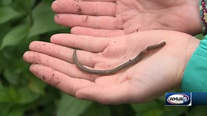 Grow it Green: Jumping worms