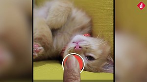 20K views · 210 reactions | The new WhatsApp Status: Here's how to use the new disappearing stories feature! | Digit | Facebook