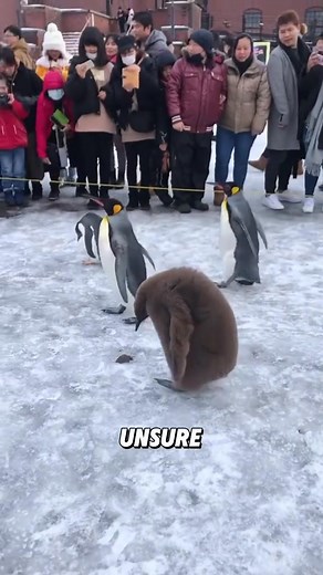 “A nine-month-old king penguin chick can already outsize its dad.”#viral #animals #foryou #tiktok #cute | whitecatt03