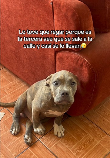 Regañé a mi American Bully por salir a la calle — reacción tierna