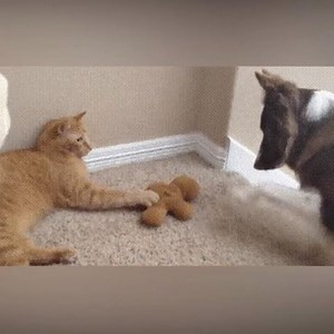 13K views · 755 reactions | Bra försök polarn!  Gilla Vi som älskar katter för fler roliga kattklipp | Vi som älskar katter | Facebook