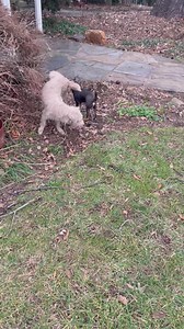 2.7K views · 109 reactions | Meet Bibi, Raven, Rio and Fluffy | Knine Rescue Inc. | Facebook