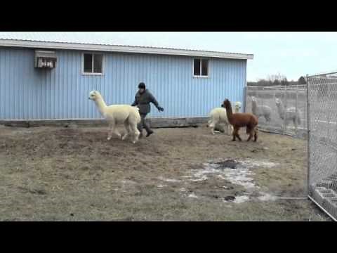 Alpaca - Beginning Aggressive Behaviour?
