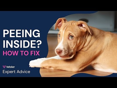 Why Is My Dog Peeing Inside? How to Stop Your Dog from Peeing in the House!