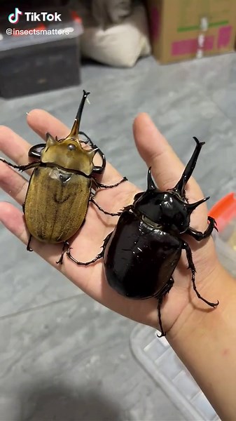 insectsmatter on TikTok