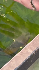 Dustin's Fishtanks on Reels