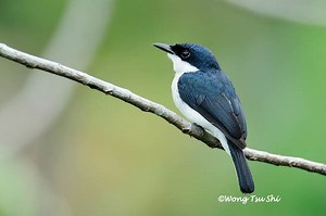 Black winged flycatcher shrike - Alchetron, the free social encyclopedia