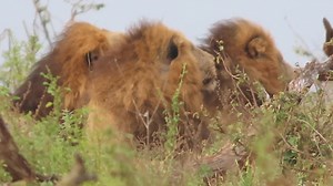 68K views · 1.8K reactions | Magnificent Three! These are the western Gomondwane warriors who collapsed the Shishangeni boys empire around Jul/Aug'22 #reels #reelsfb #travel #nature #life #viral #trend #Amazing #wildlife #wow | African Bush Kingdom | Facebook