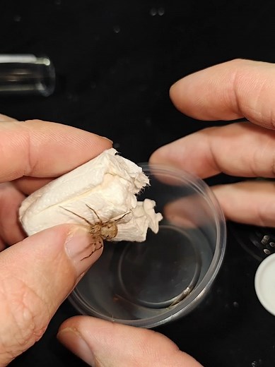 Unboxing a Venomous 6-Eyed Sand Spider