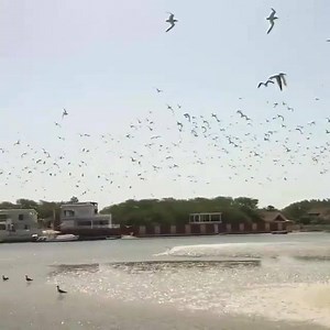 Beauté de la lagune de la Somone et ses oiseaux #senegalbeauty #senegalese #nature #bird #lagune #Ilovesenegal #tourism #somone 🎬@sophie.dethier | I LOVE SENEGAL