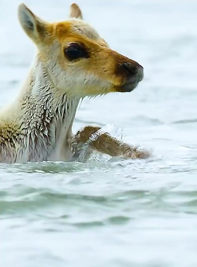 😱🥹 #highlighteveryone #naturephotography #fbreelsfypシ゚viralシ Awesome Nature Highlights | Awesome Nature