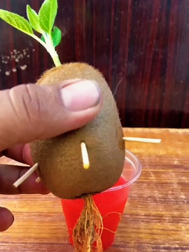 How to Grow Kiwi at Home: A Step-by-Step Guide