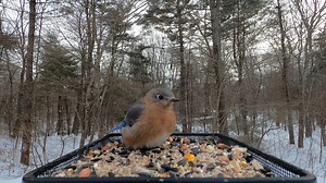 Eastern Bluebird (female) | Critter Cam