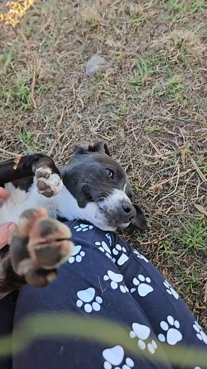 Cuddle time with ADLEY is always such a special time. When you're an itty bitty thing, and we truly do mean a tiny little being 😁 but have a huge heart, huge personality well then naturally it has to be our little ADLEY, a bundle of pure joy! Cape Town - This sweet 6 month old girl, is a shining star. Lap dog perfect (weighing just 7kgs) and ready to spend the rest of her days showering you with unconditional love! For more information or the link to the online adoption application, please What