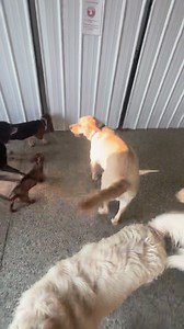 41 reactions | wild man max 9/18 | K9 Country Club | Facebook