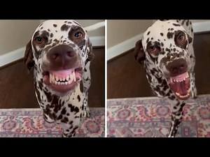 Three-legged Dalmatian adorably smiles for the camera #Shorts