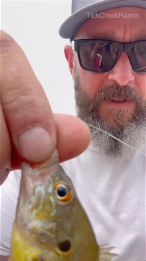 Stocking ponds with DAD and Grayson #pond #fish #stocking #reels #fyp #diy | Tick Creek Ranch