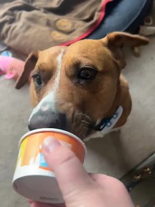 DIBS Rescue on Reels