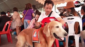 After earthquake: Rescue dogs provide emotional support